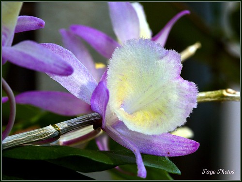 orchid flower macro bokeh soe naturesfinest itail fantasticflower mywinners abigfave platinumphoto ultimateshot rubyphotographer vosplusbellesphotos