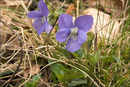 Viola rupestris_3