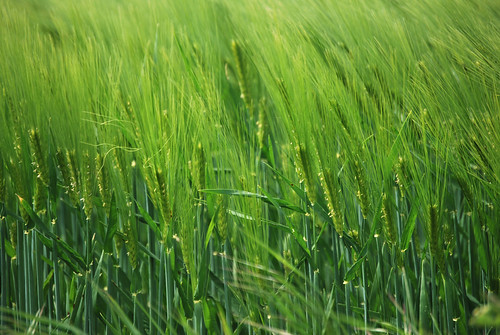 wheat flore ain blé faune pollet