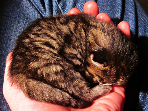 cute kitten hand adorable