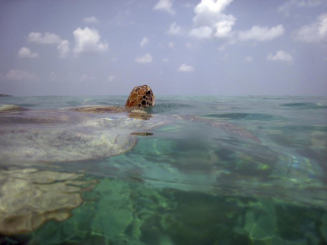 Snorkeling around turtles