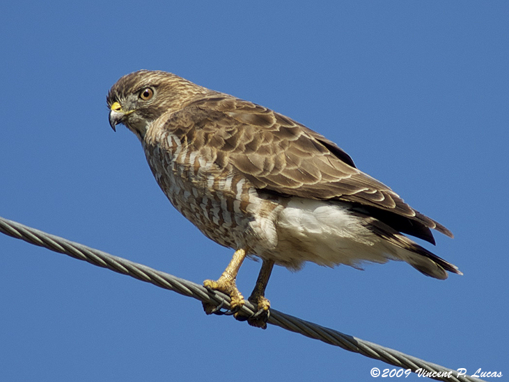 Broad-winged Hawk #2