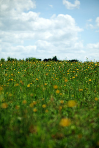 sky macro green field yellow clouds canon happy weeds bright wide sunny dandelion pasture 70200mm isusm eos5dmarkii