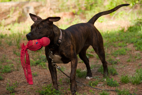 dog toy pitbull busterfrith
