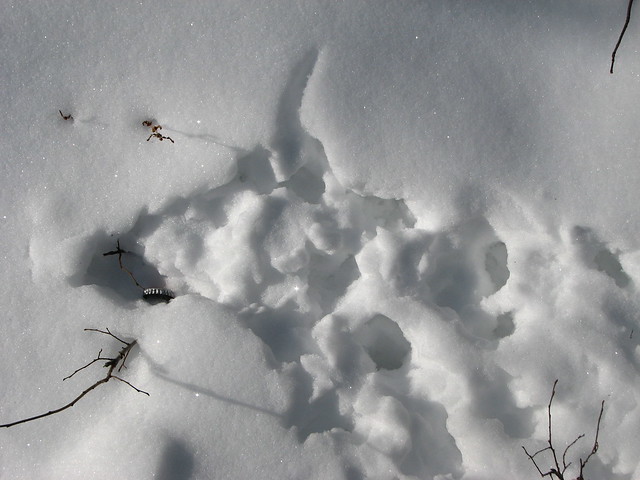 Opossum Tracks in the Snow - Bottlecap evidence | Flickr - Photo Sharing!