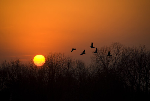 sunset orange sun birds set evening flying pigeons indiana end silhoutte finally sunsetting waning endofday wane warmwinterday huntingtoncounty flickraward birdsnw09