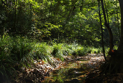 verde green nature stream quiet natura catalonia calm catalunya soe tranquil torrent verd rec sabadell katalonien catalogne vallèsoccidental vallès riera tranquilitat aplusphoto colobrers