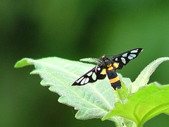 Hand Maiden Moth #3
