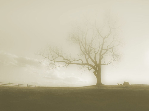 blur tree fog sepia clouds fence bench landscape virginia haze soft branches lonetree delaplane skymeadowsstatepark chrysti