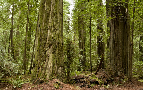 california tree grove north redwoods founders humbolt humboltredwoodsstatepark 200901240020