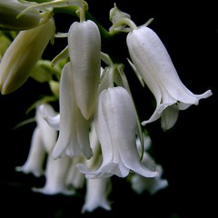 white bluebell - Photo of Fesmy-le-Sart