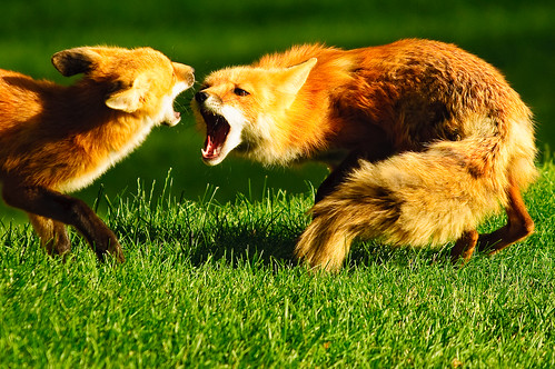 grass fight nikon colorado fortcollins fox foxes d90 fcmdscurbanwildlifechallenge