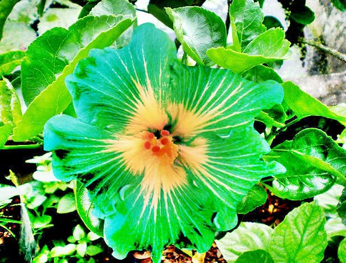 green hibiscus | Flickr - Photo Sharing!