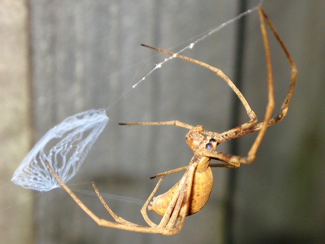 Rufous net-casting spider
