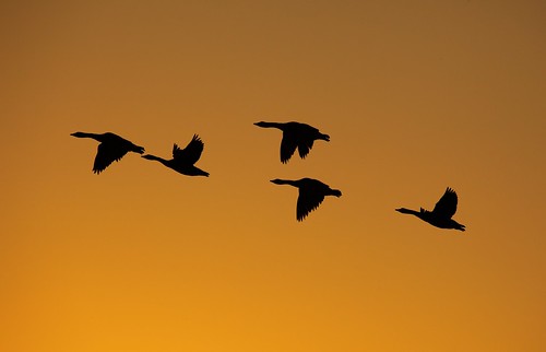 sunset nature geese flight