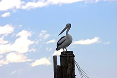 Pelican on a Stick