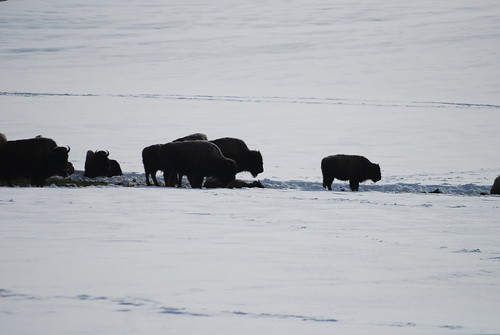 winter red sun mountain snow cold ice rock landscape utah nationalpark buffalo view vista zion herd bovine