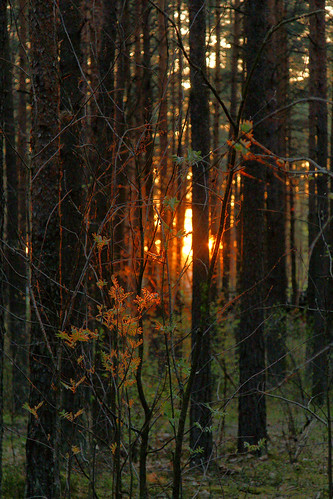 sunset nature spring sony lithuania lietuva pavasaris gamta saulėlydis nemenčinė sal16105