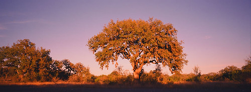 sunset tree evening texas hasselblad guadaluperiverstatepark xpan 45mm 85c provia400f