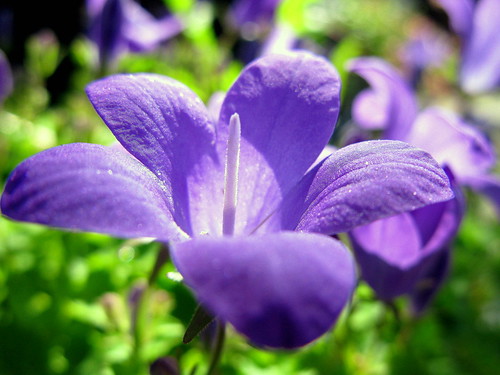 morning weekend amor explore mygarden purpleflower