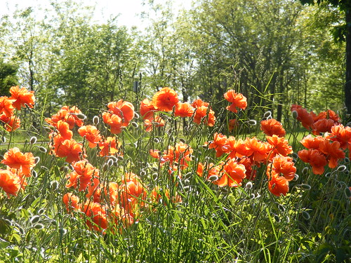 poppies albion