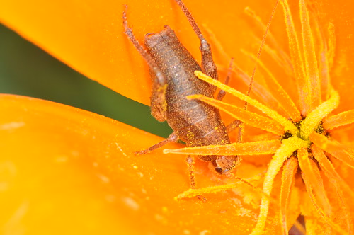 macro cricket poppy 12 pollen ringlight themacrogroup macromarvels macrolife top20bugsandblossoms