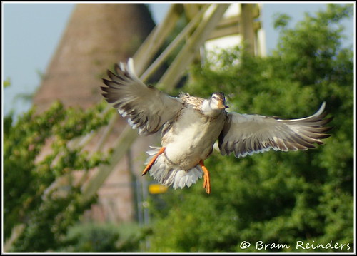 holland way duck sony nederland thenetherlands landing groningen tamron eend appingedam tamrom90mm mywinners abigfave platinumphoto sonyalpha350 fivelkade bramreinders