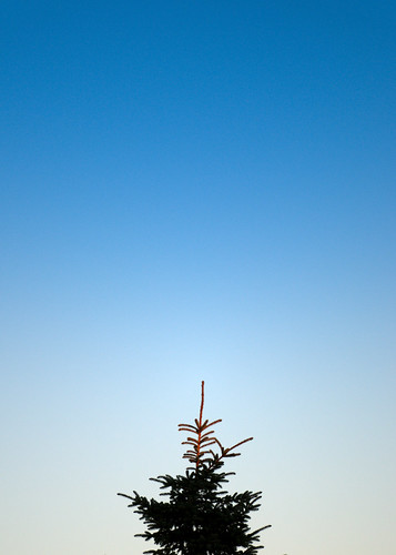 blue sky tree nikon top bottom spruce d300 bibble