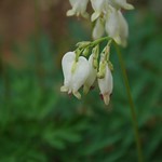 Dicentra eximia 'Aurora'