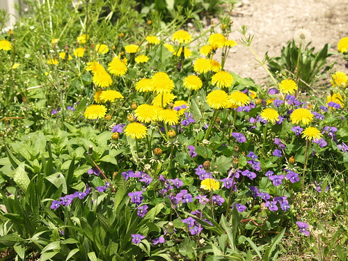 flowers ontario canada green nature yellow spring weeds purple essexcounty violets wildflowers dandelions kingsville southwesternontario swo