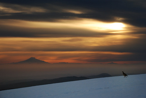 mountain snow bird fog oregon sunrise peak valley marys willamette maryspeak chukar alectorischukar chris10eyck