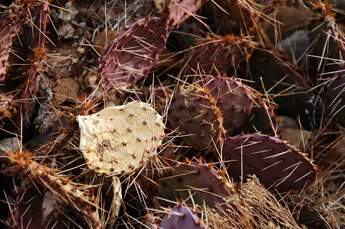 travel arizona cactus plant cacti nikon desert az nikkor d90 littlecoloradoriver nikond90 18105mmf3556gedafsvrdx