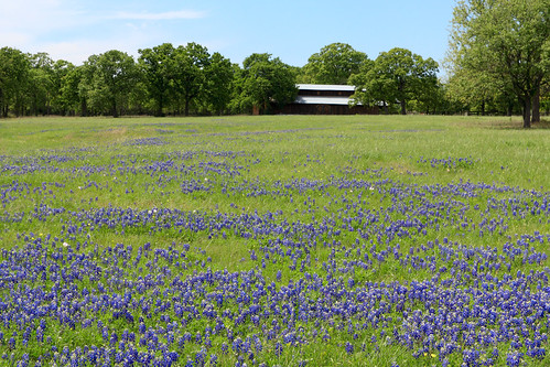 flowers blue nature barn rural spring texas wildflowers hillcountry bluebonnets