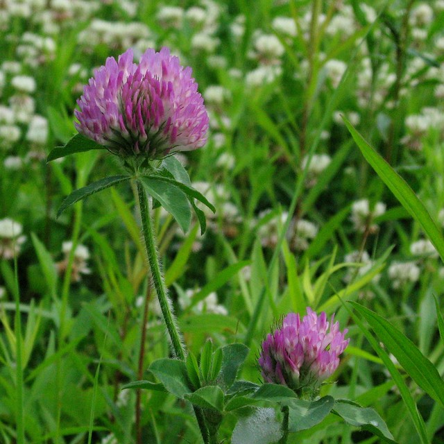 Purple clover flowers | Possibly Red Clover (Trifolium ...