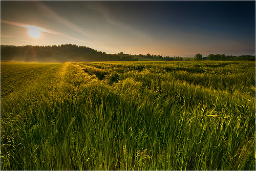 morning broken nature sunrise wheat natur feld grün sonnenaufgang homepage morgens früh weizen supereco