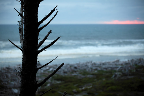 ocean sunset sea tree water silhouette sunrise coast waves pacific northwest dusk branches late gettingdark