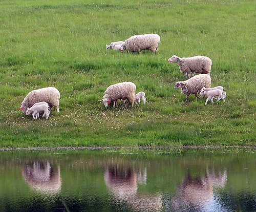canada color colour green animal pond sheep riverside farm sk prairie saskatchewan agriculture 2011 canadagood thisdecade