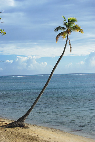 blue sky green beach water sand nikon puertorico carribean palm shore patillas 55200mm d40x etroncoso villadelospescadores
