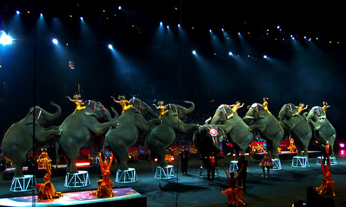 Ringling Elephants