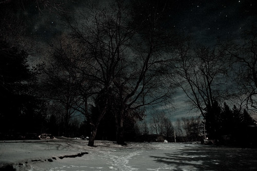 trees winter snow cold stars quiet shadows midnight moonlight wispy porchview coldtone thepottingshed