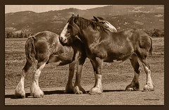 Old Timey Horses