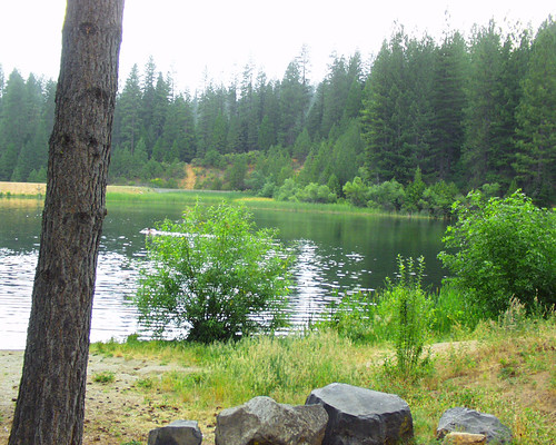 white lake pines