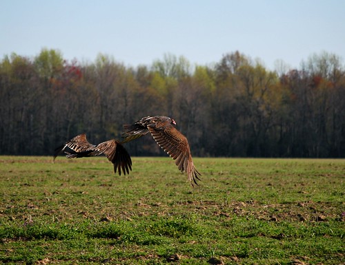 nature couple flight buzzards scavangers turkeybuzzards