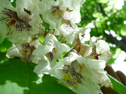 bloom catawba catalpaspeciosa
