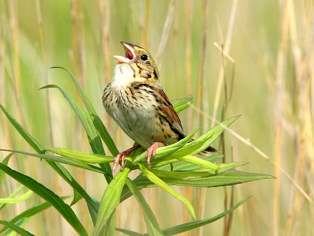 Henslows Sparrow 4-20090618