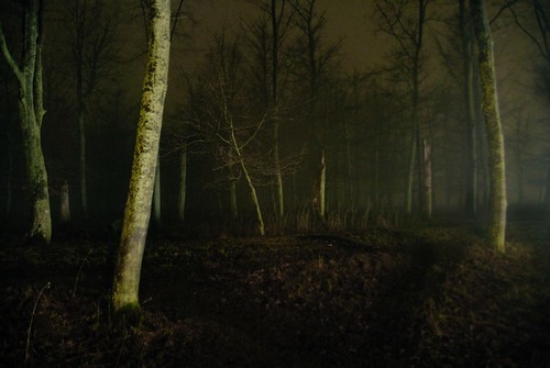 trees winter fog night forest dark skåne sweden lowkey photopaint nikond200 thexpo11