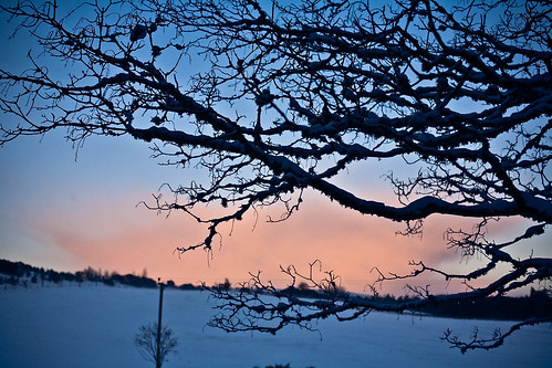sunset sky snow tree field silhouette scotland moss frost branch aberdeenshire torphins