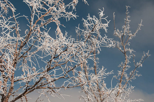 tree frost