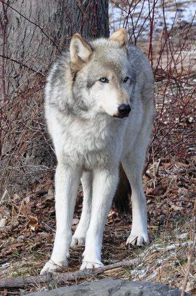 Canadian Rocky Mountain Grey Wolf | Flickr - Photo Sharing!