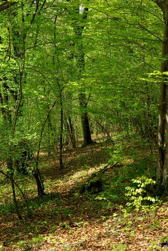 forêt meuse